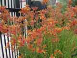 Kangaroo Paw 'Red'