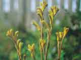 Kangaroo Paw 'Yellow'
