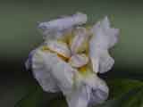 Bearded Iris 'Blue'