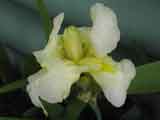 Bearded Iris 'Yellow'