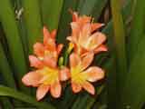 Clivia miniata