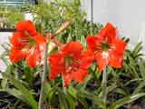 Hippeastrum Hybrids