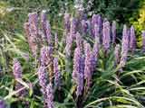 Liriope muscari