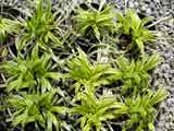 Liriope muscari variegata