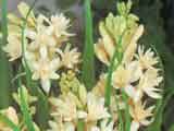 Polianthes tuberosa