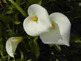 White Arum Lily