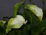 Green Godess Lily