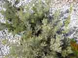 Adenanthos cunninghamii 'Woolybush'
