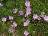 Brachyscome multifida 'Break-o-Day'