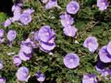 Convolvulus sabatius 'Morning Glory'