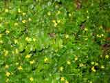Goodenia ovata