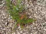 Grevillea stenomera