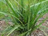 Dianella caerula