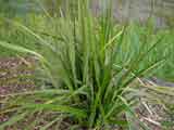 Dianella tasmanica