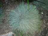Festuca glauca