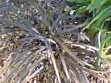 Black Mondo Grass