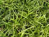 Mondo Grass