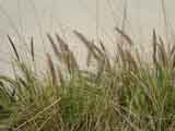 Pennisetum alopecuroides