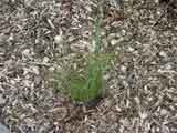 Poa labilladieri
