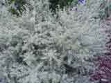 Westringia 'Sea Mist'