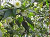 Abutilon 'Boule de Niegre' Chinese Lantern