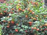 Abutilon frazeri 'Chinese Lantern'