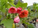 Abutilon hybrida 'Chinese Lantern'
