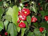 Abutilon 'Red Emperor'