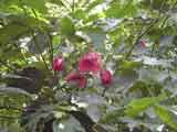 Abutilon roseaflorum 'Chinese Lantern'