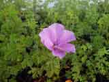 Alyogyne huegelii 'Native Hibiscus'