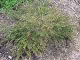 Austromyrtus dulcis 'Midginberry'
