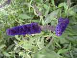 Buddleja 'Black Knight'