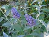 Buddleja 'Nanho Blue'