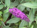 Buddleja 'Royal Red'