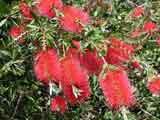 Callistemon 'Little John'