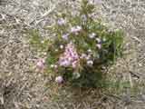 Callytrix tetragona 'Fringe Myrtle'