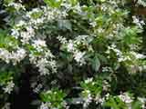 Choisya tenata 'Mexican Orange Blossom'