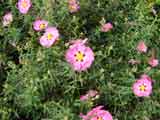 Cistux x purpureus 'Brilliancy'