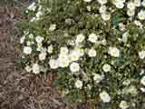 Cistus salvifolius 'Sageleaf Rockrose'