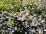 Golden Diosma