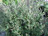 Correa backhousiana