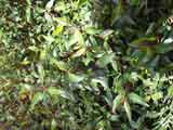 Correa baeuerlenii