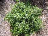 Correa 'Dusky Bells'