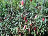 Correa reflexa 'Fat Fred'
