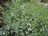 Eriostemon myoporoides