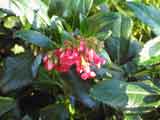 Escallonia rubra var.macrantha