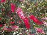 Grevillea 'Red Hooks'