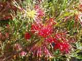 Grevillea 'Winparra Gem'