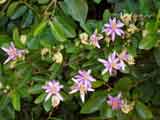 Grewia caffra 'Lavender Star'