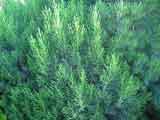 Hebe cuppressoides
